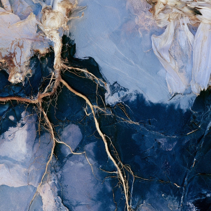 Chicory root fibre
