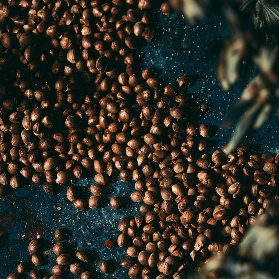 Hemp seed protein